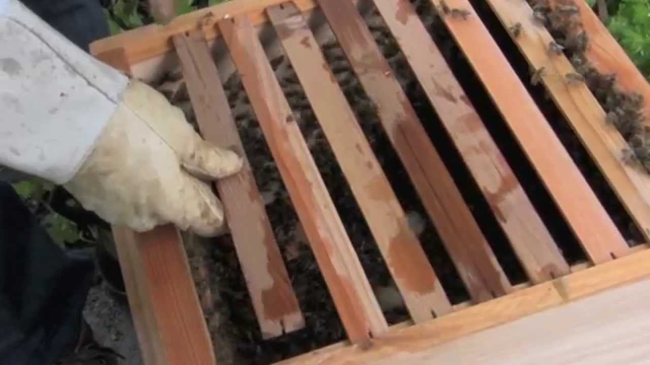 How to Install a Package into a Warre Hive
