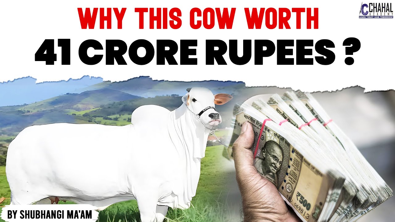 Ongole Cattle: The World's Most Expensive Cow But Why?
