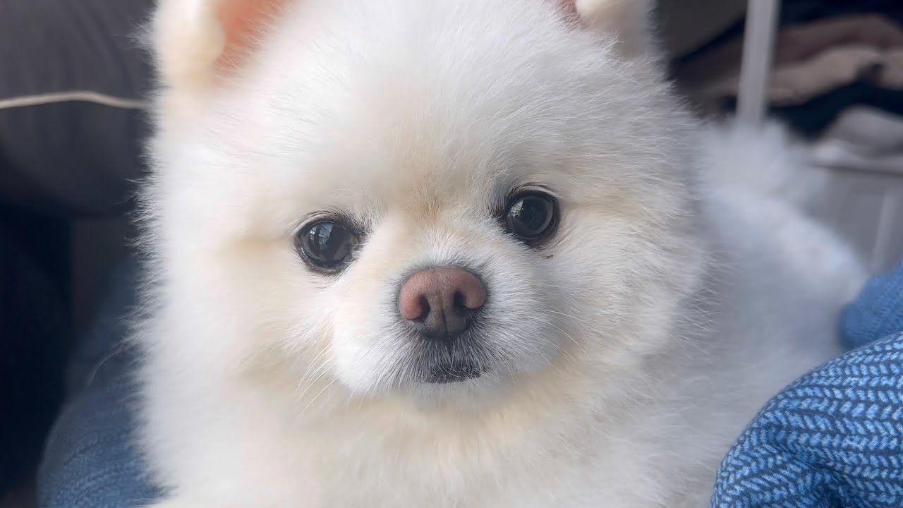 아침부터 쌩얼로 꼬순내 풍기면서 등장하는 강아지