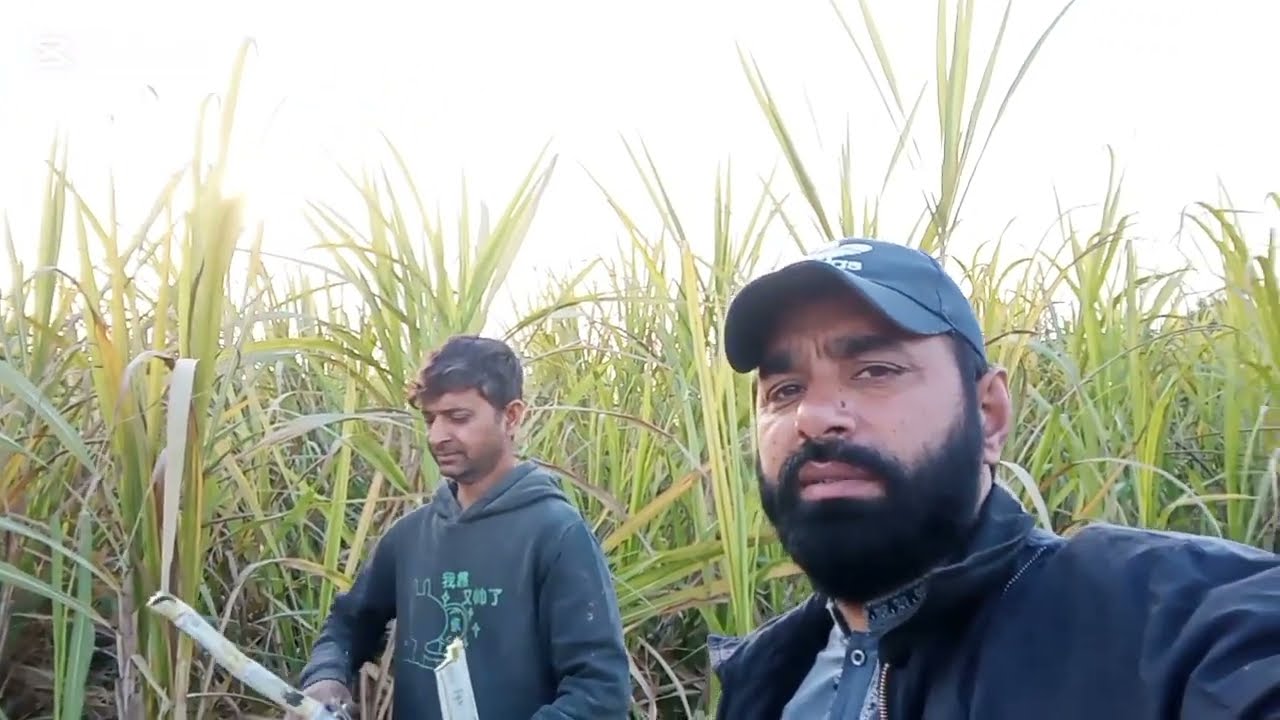 I visited a hen farm.