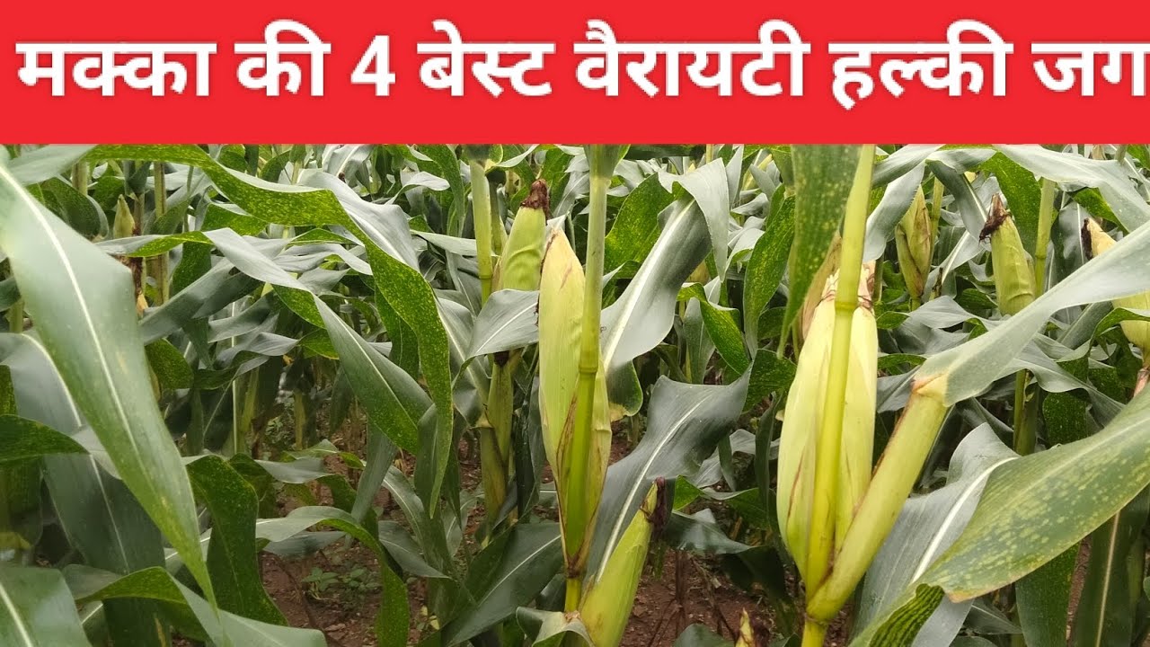 मक्का की 4 बेहतरीन वेरायटी जो हल्की जगह में अच्छा उत्पादन दे #desiviilagelifetstyle #viral #farming 
