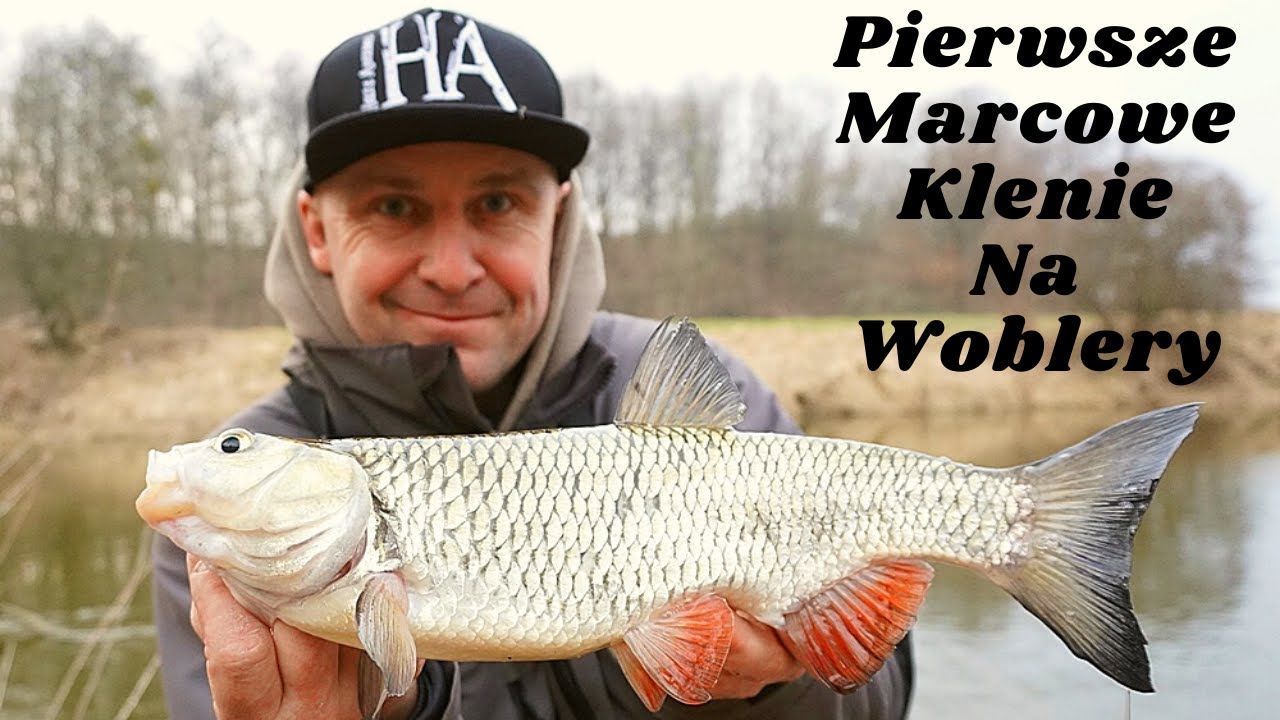 Pierwsze marcowe klenie
