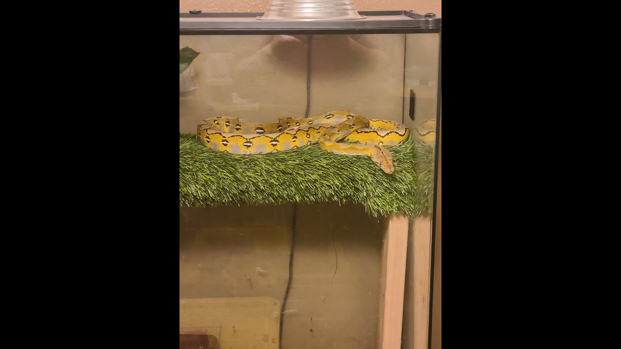 Working with my Defensive/Aggresive Reticulated Python