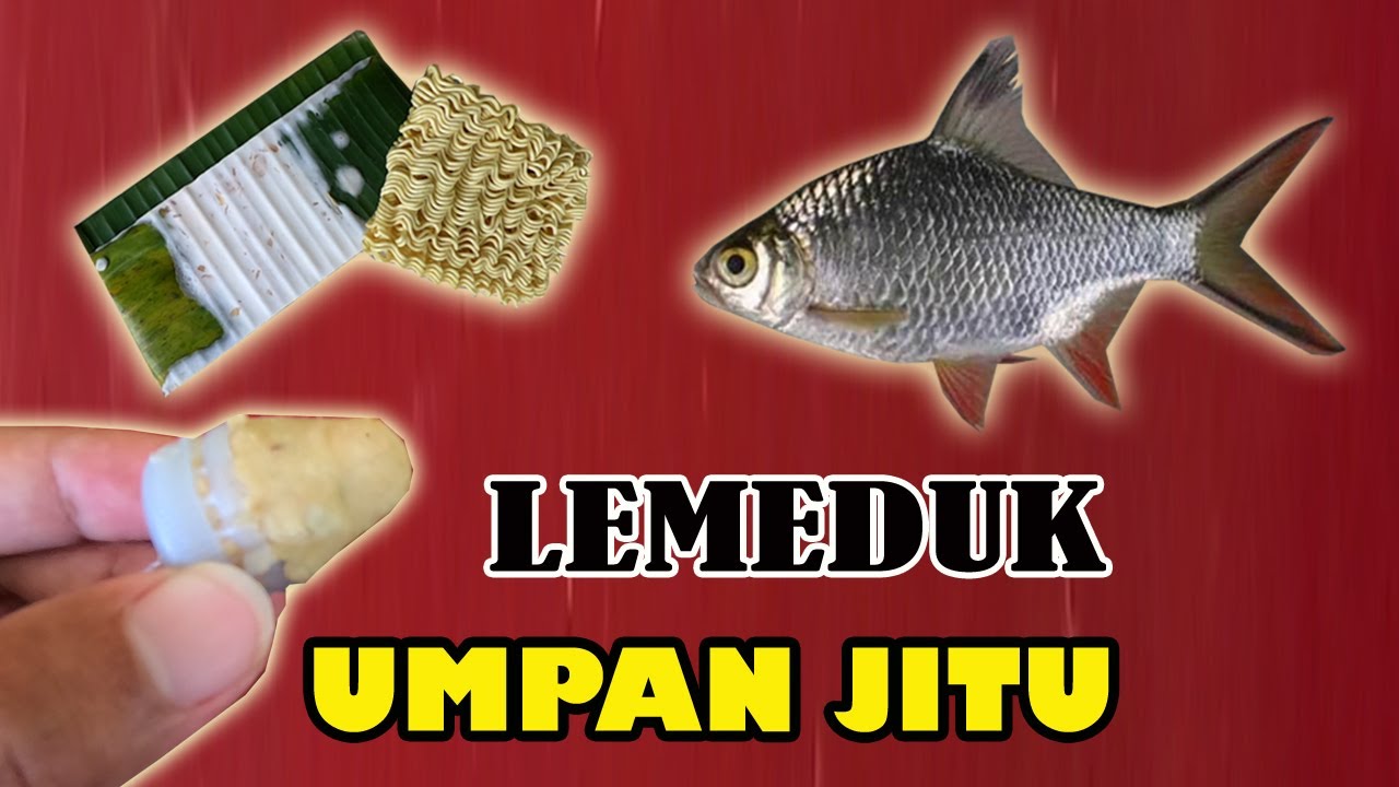 Tips umpan jitu mancing ikan lemeduk