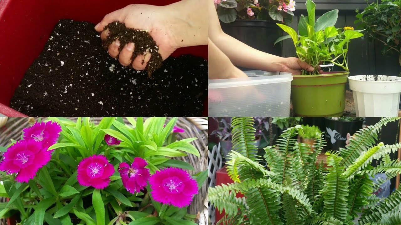 Como Preparo El Sustrato Para Mis Plantas y Que Productos Utilizó? #jardineria #jardincasero