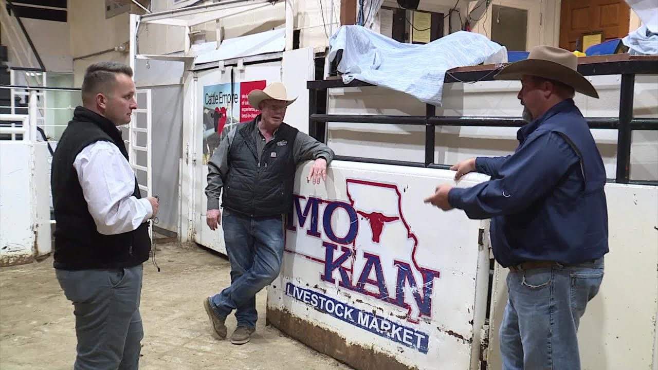 Missouri cattle industry veteran says president's Argentina beef import plan an 'insult'
