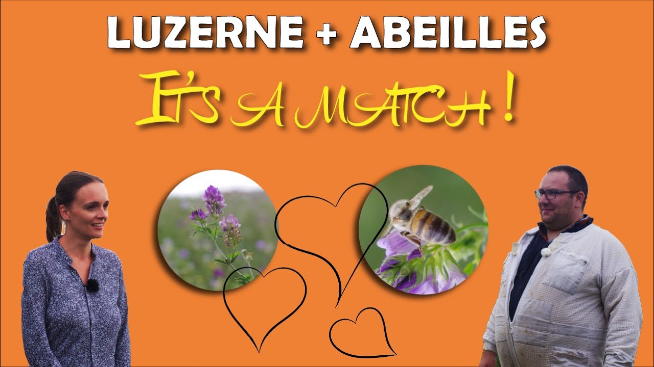 Apiculteur et luzerne : love story ? #11