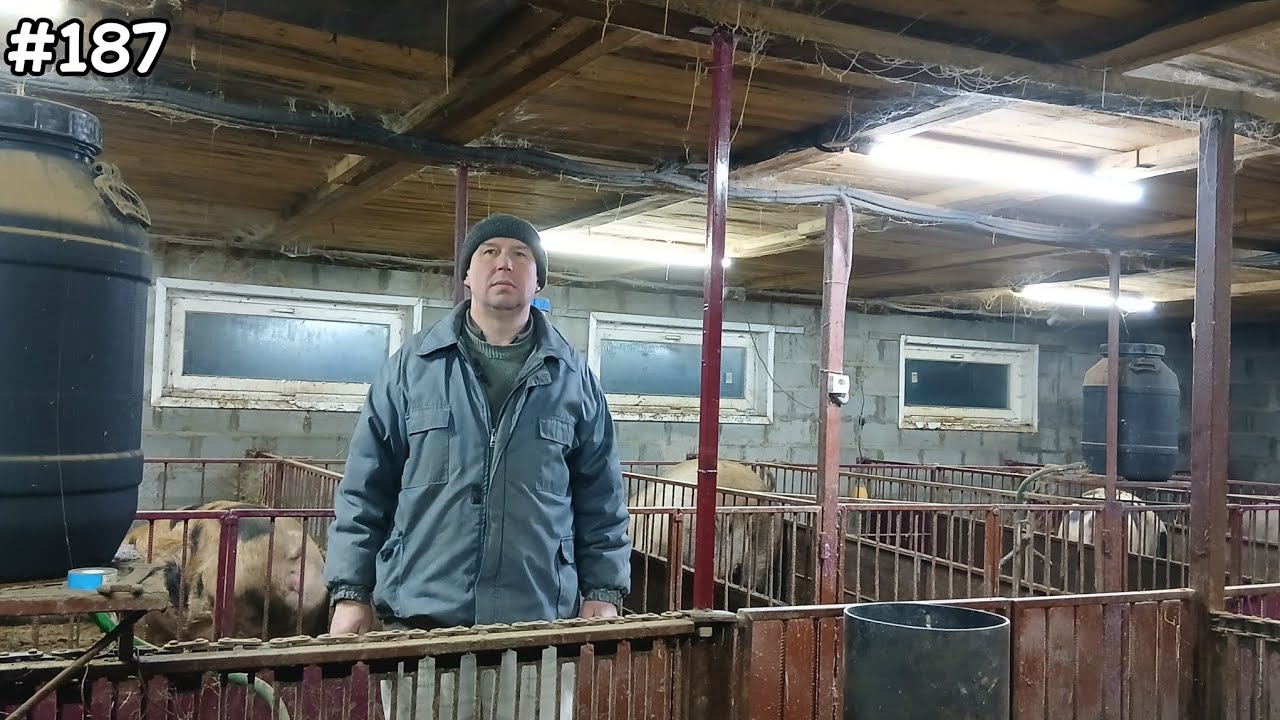 ВІДЛУЧКА ПОРОСЯТ: ВАЖКА ПРАЦЯ У СВИНАРСЬКОМУ БІЗНЕСІ💰🐷