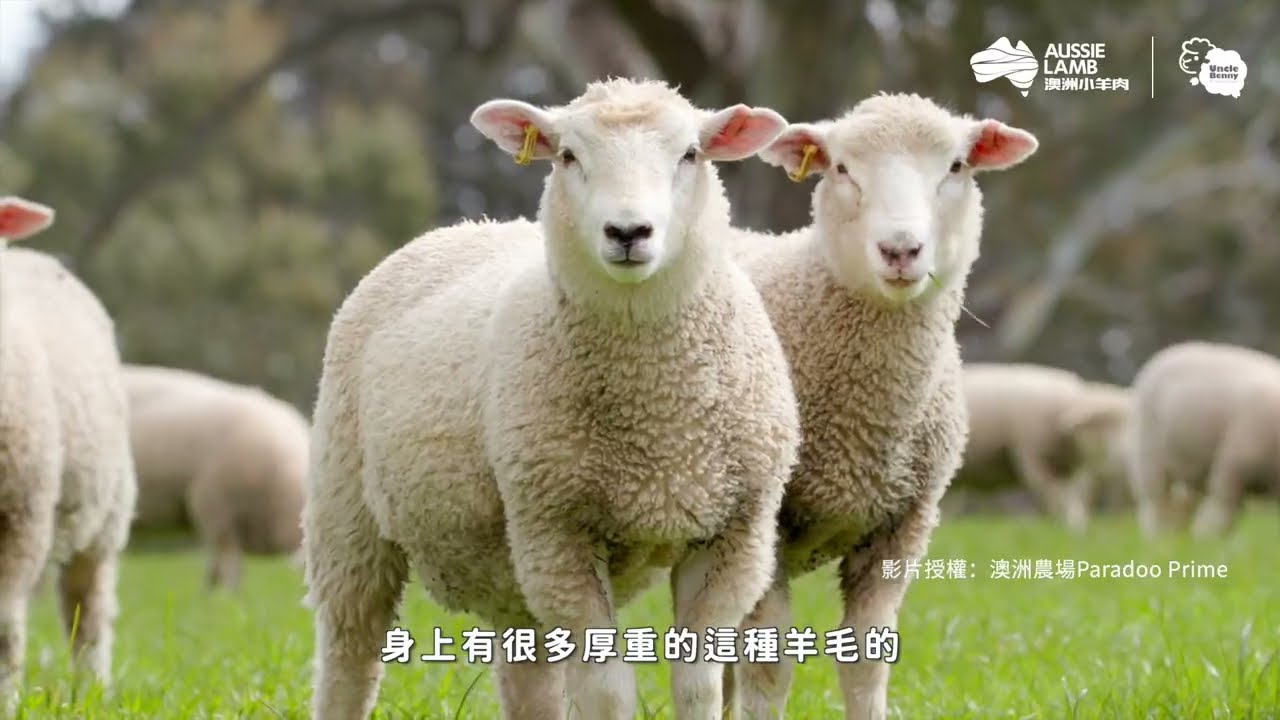 都是羊，卻是不同的羊？綿羊、羔羊、山羊，羊咩咩有什麼不一樣？