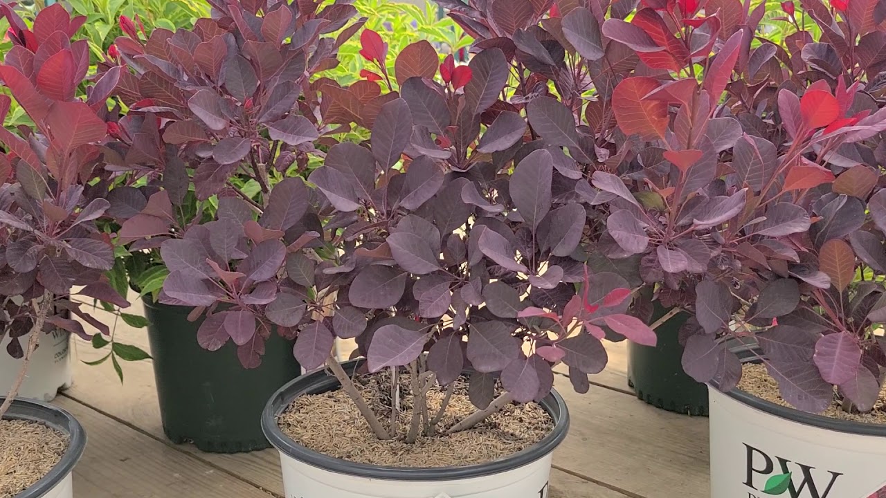 Cotinus 'Winecraft Black® (Smokebush) // Amazing, Lush Foliage with🌝Unique Smoke-like Flower Puffs!