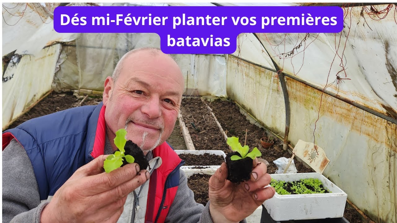 Dés mi-février planter vos premières batavias !