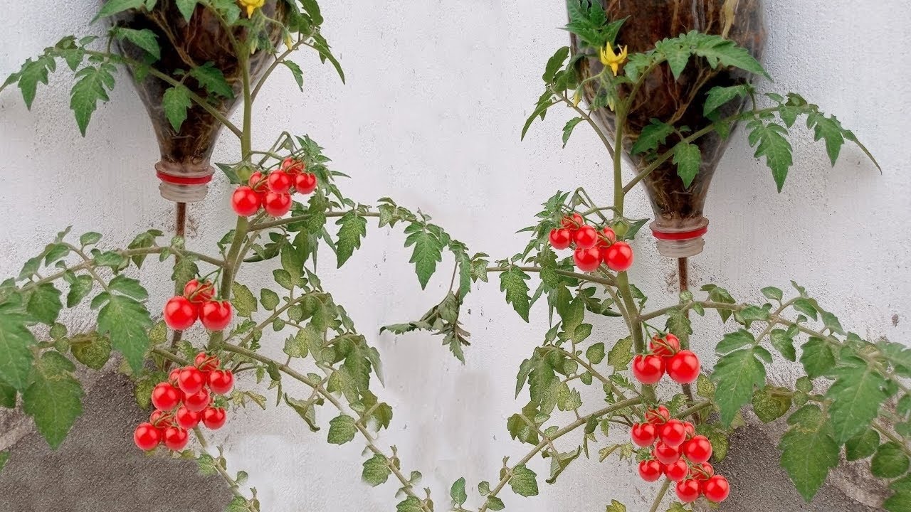 COMO PLANTAR TOMATE INVERTIDO - TOMATE DE CABEÇA PARA BAIXO Veja como Plantar