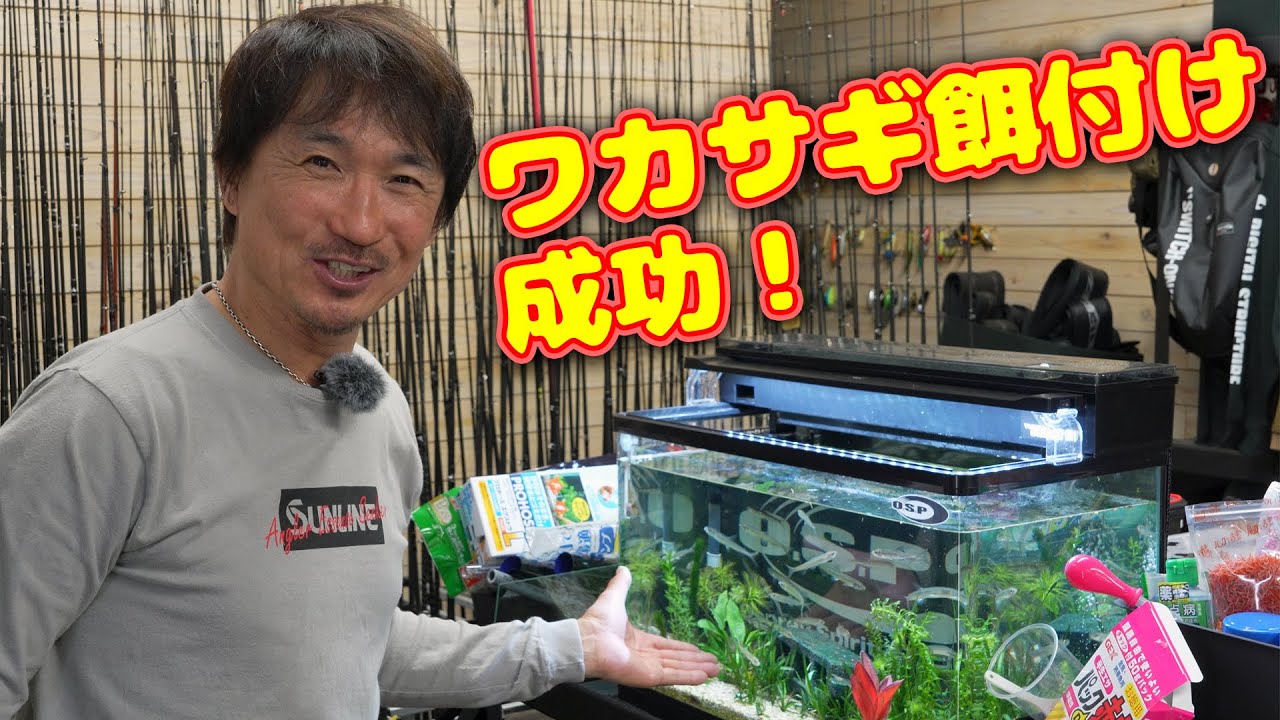 【貴重映像】河口湖で釣ったワカサギを飼育したら餌を食べるようになった【ワカサギ育成計画】