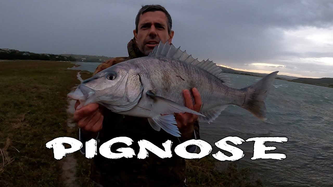 White Steenbras aka Pignose Grunter - Hamburg Eastern Cape #bigfish #fishing #catchandrelease