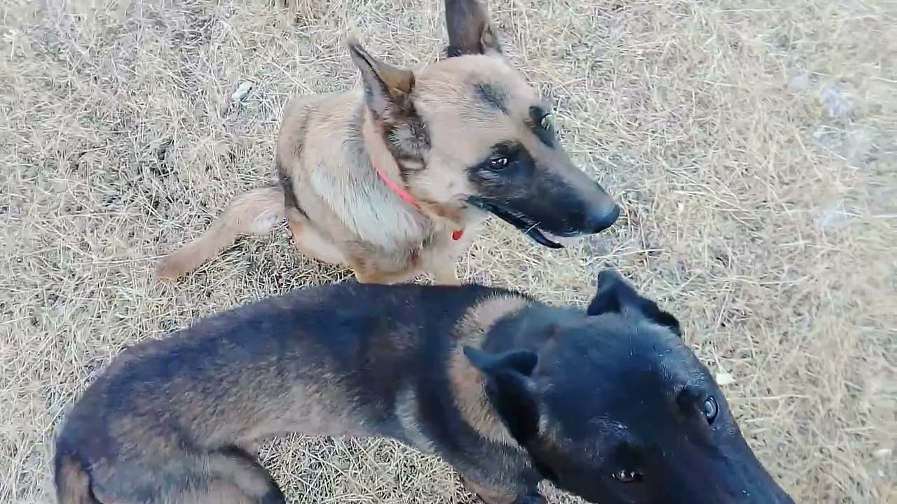 Pastoreo con malinois