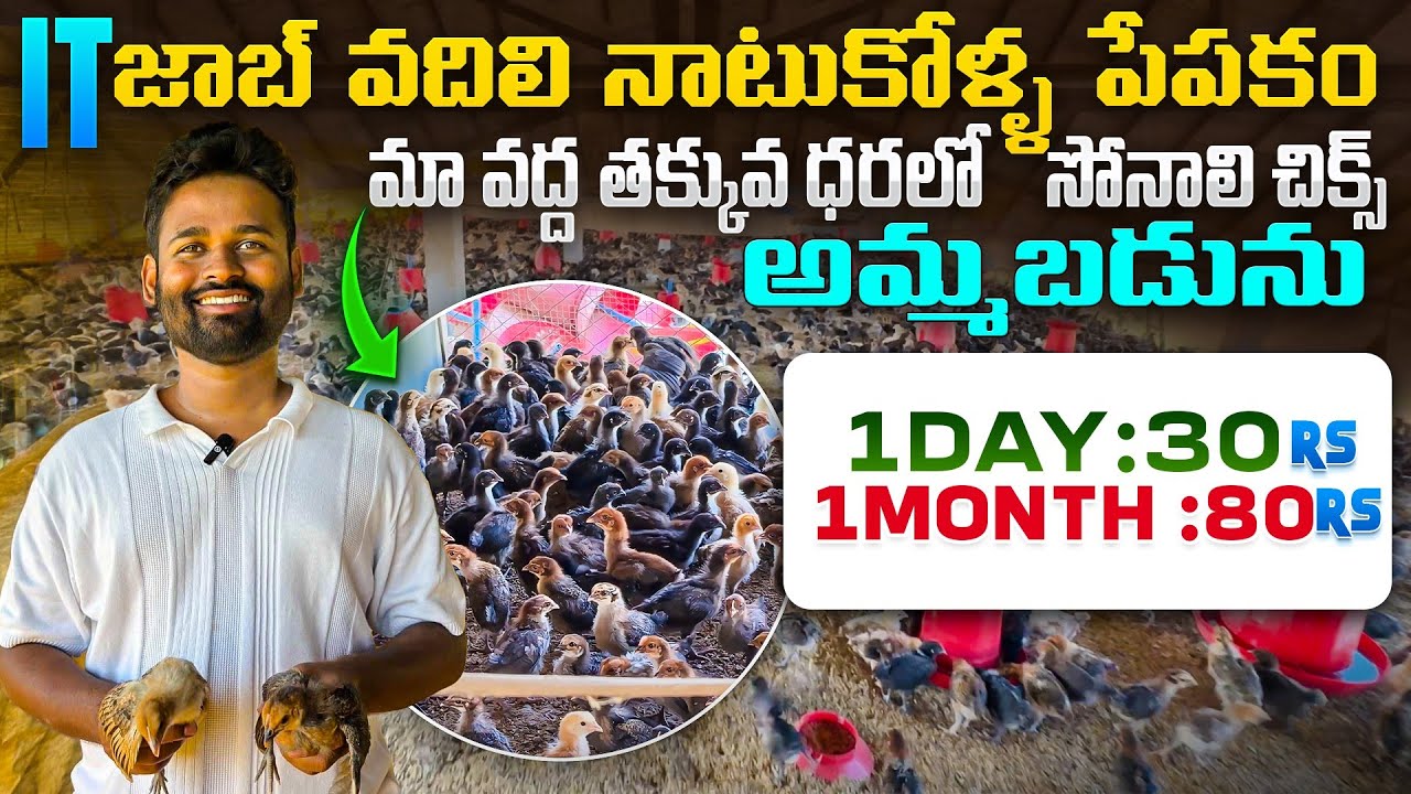  💥IT జాబ్ to నాటుకోళ్ళ farmer ||🐣 తక్కువ ధరలో సోనాలి చిక్స్ ||sonali chicks #sonalichicks #trending 