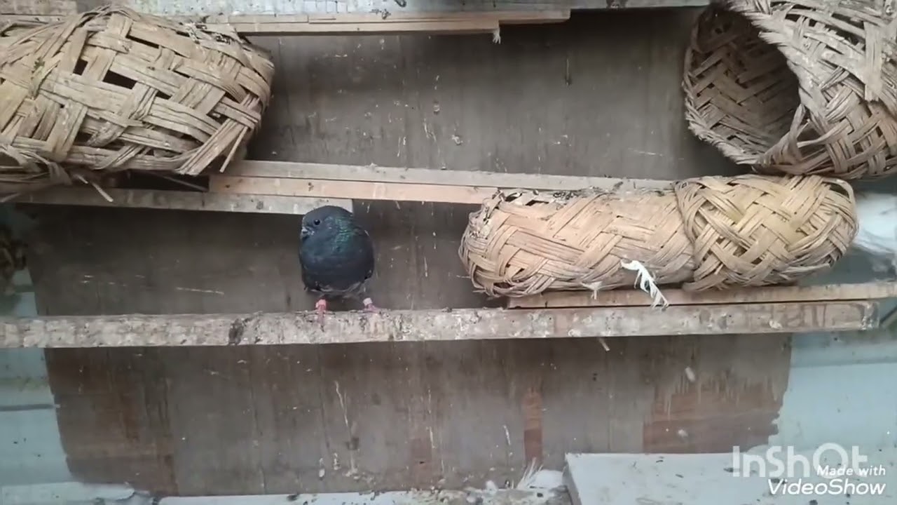  السلام عليكم شباب خبطت حربنه صيد اليوم هاترك 3 تحياتي الكم🥰🥰