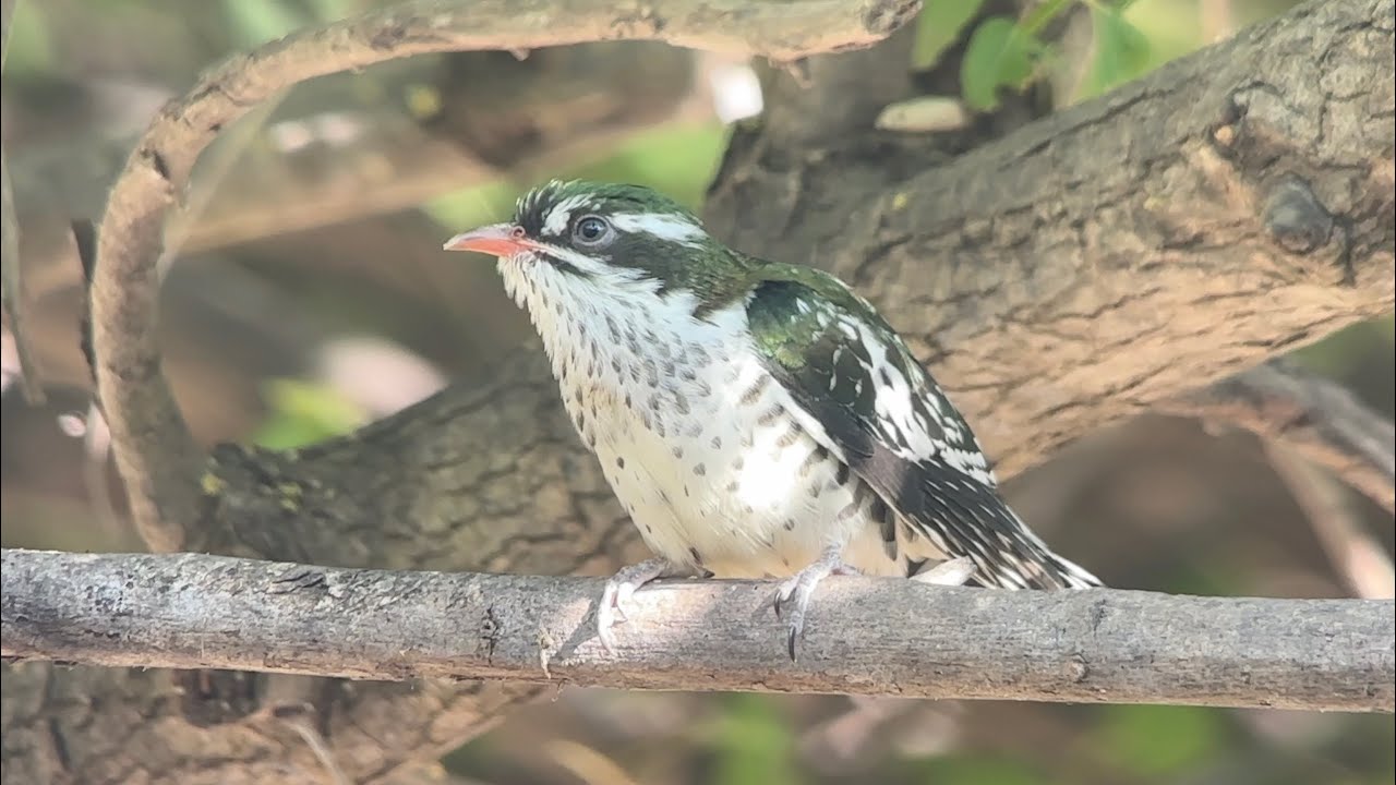Coucou Didric, Diedrick Cuckoo, Chrysococcyx caprius, Oman, Novembre 2026