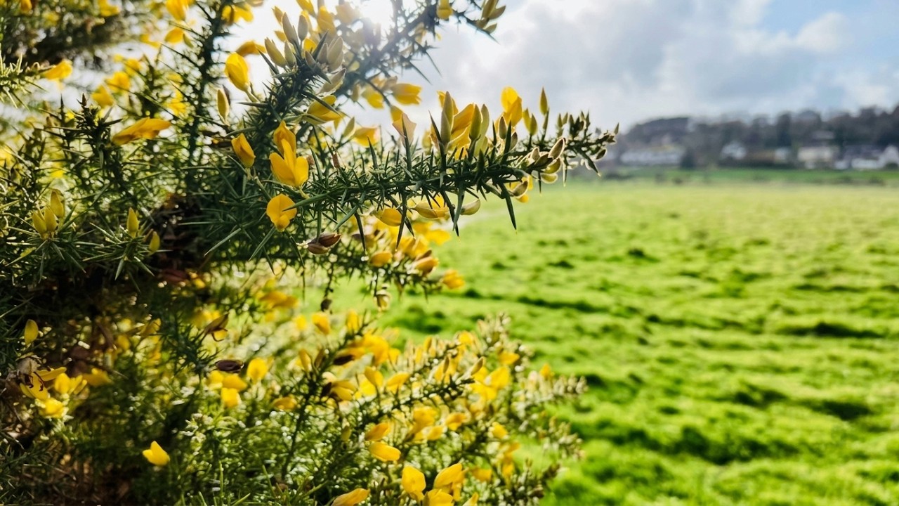 Scenic Yorkshire Village Walk | Calm & Charming English Countryside | Sign of Spring?