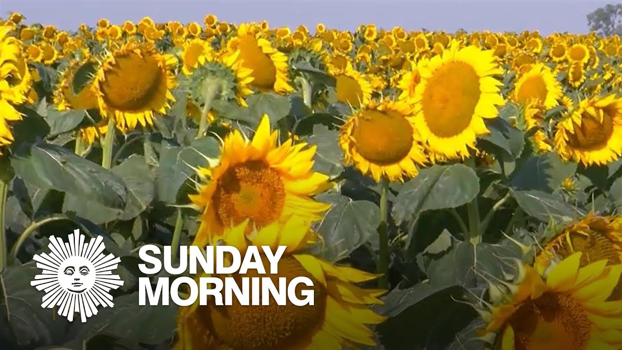 Nature: Sunflowers in South Dakota