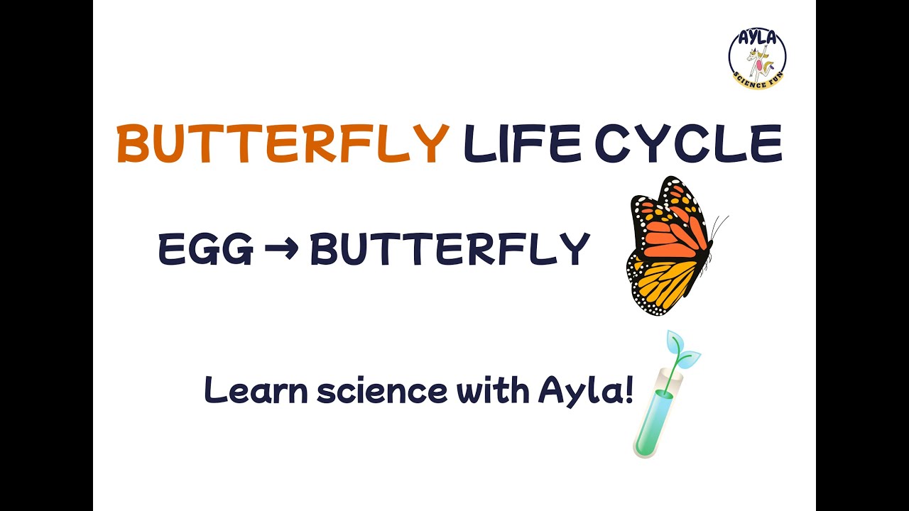 Butterfly Life Cycle for Kids 🦋 | Easy Science Lesson with Ayla