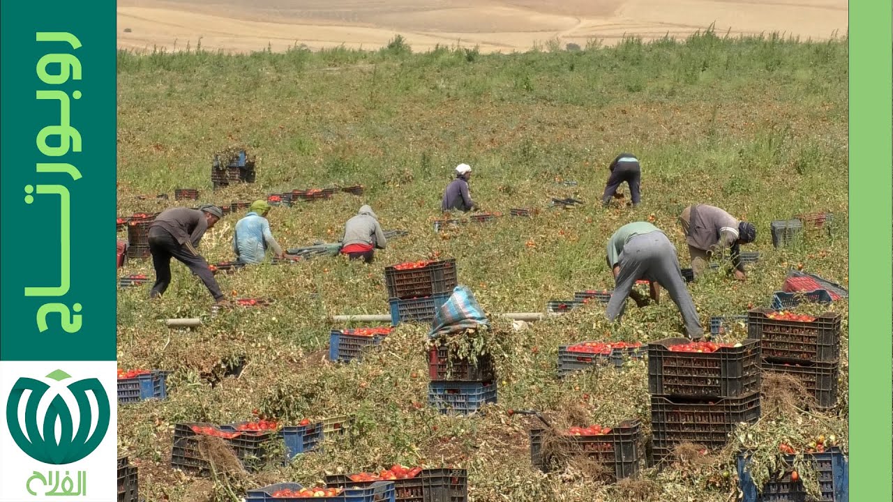 الطماطم بولاية قالمة..تحكم في تقنيات الإنتاج