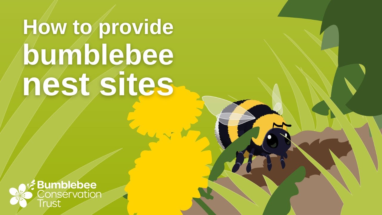 How to provide bumblebee nest sites