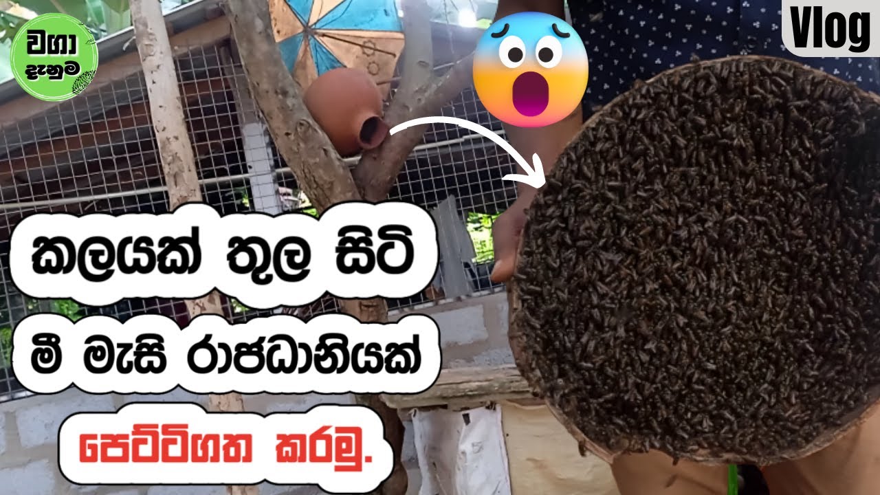 කලයක් තුල සිටි මීමැසි රාජධානියක් පෙට්ටිගත කරමු.  |  මී මැසි පාලනය  |  වගා දැනුම #මීමැසිපාලනය