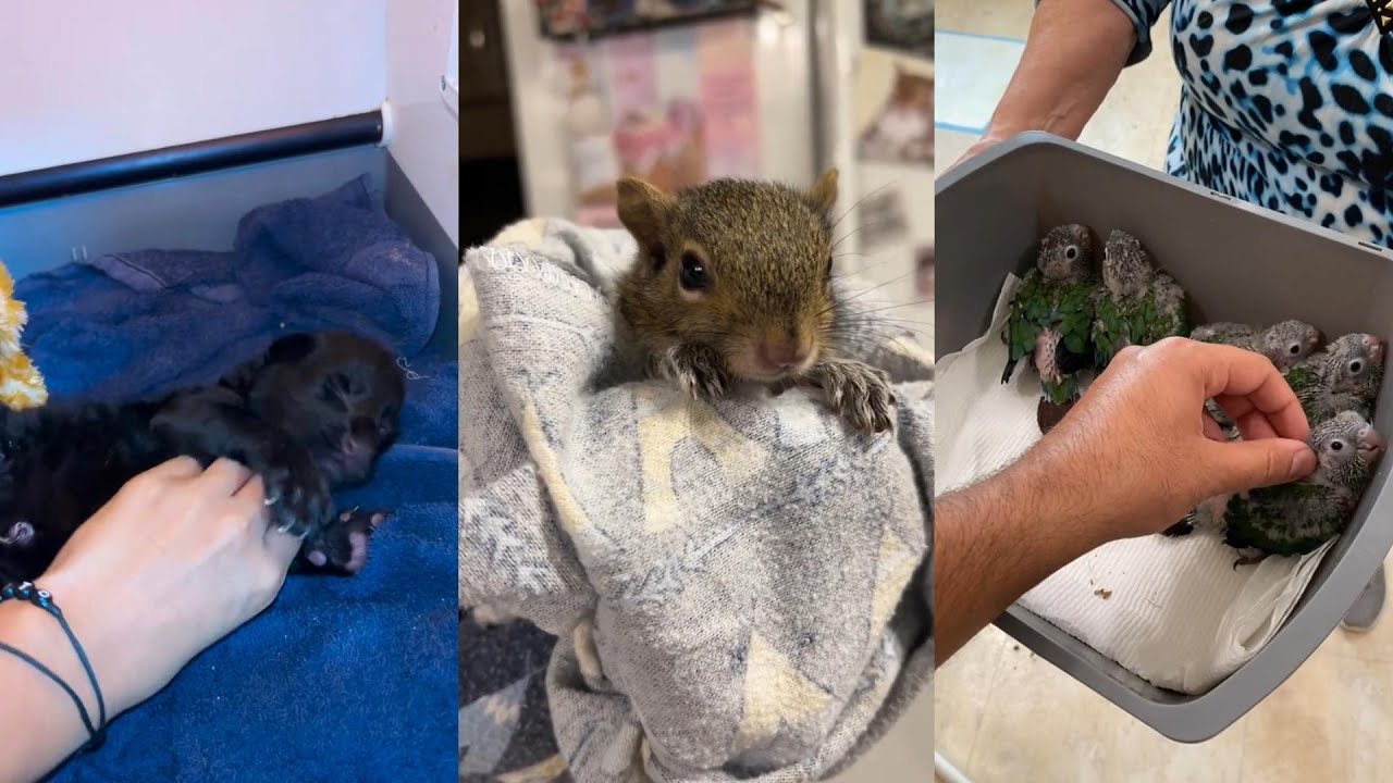 Saving the weak little lives#animals #wildliferescue #wildlife #lovestory #cute #rescue #pets #love