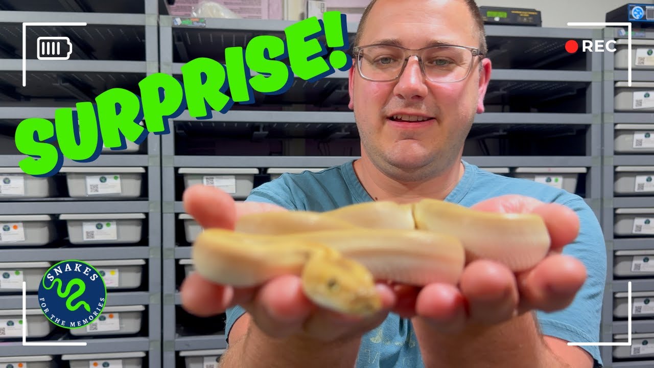 Check Out This Awesome Snake Surprise!