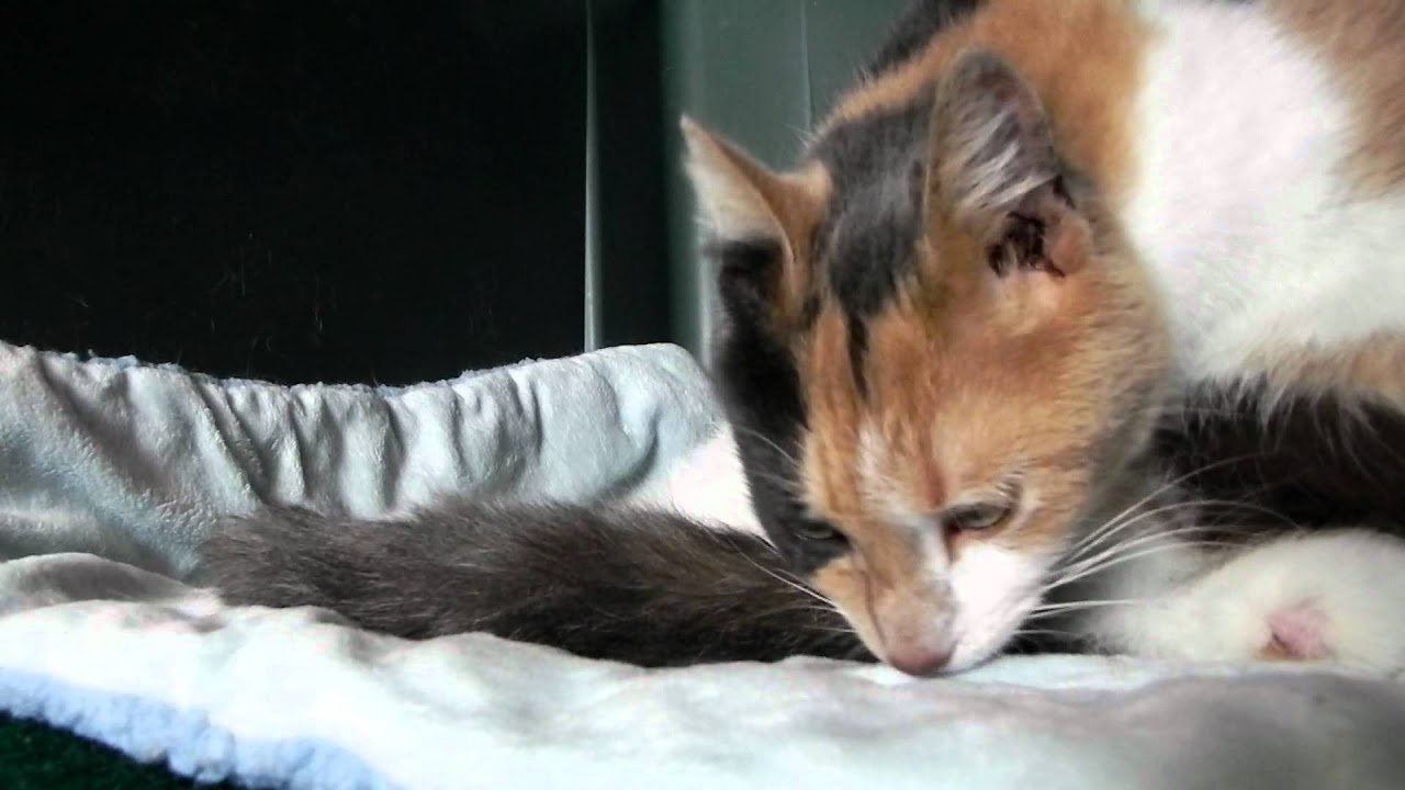 Cat giving birth at Mid-Michigan Cat Rescue