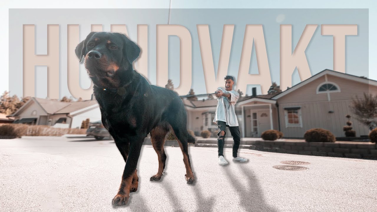 HUNDVAKT - FÖR EN DAG