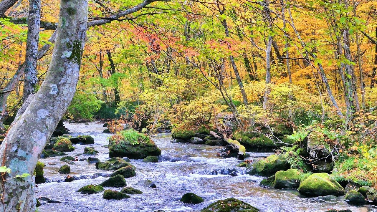 2018.10.26 [4K] 紅葉の奥入瀬渓流を歩く Oirase Stream_Autumn leaves_Walking