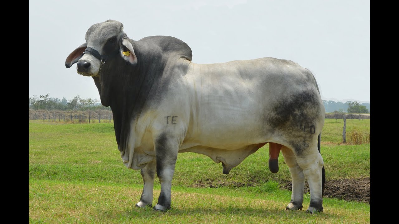 P205 Ocho ganaderías destacadas de Brahman en México