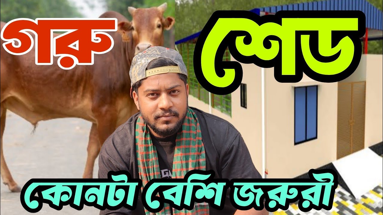 গরু কিনবেন নাকি শেড দিবেন? বেশি জরুরি কোনটা??