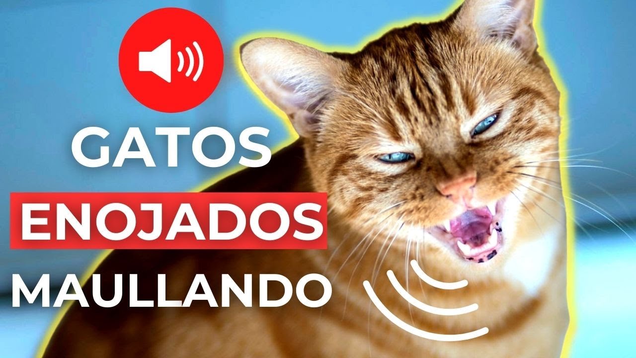 SONIDOS de GATOS ENOJADOS MAULLANDO 🐱 Sonidos de Gato Enojado
