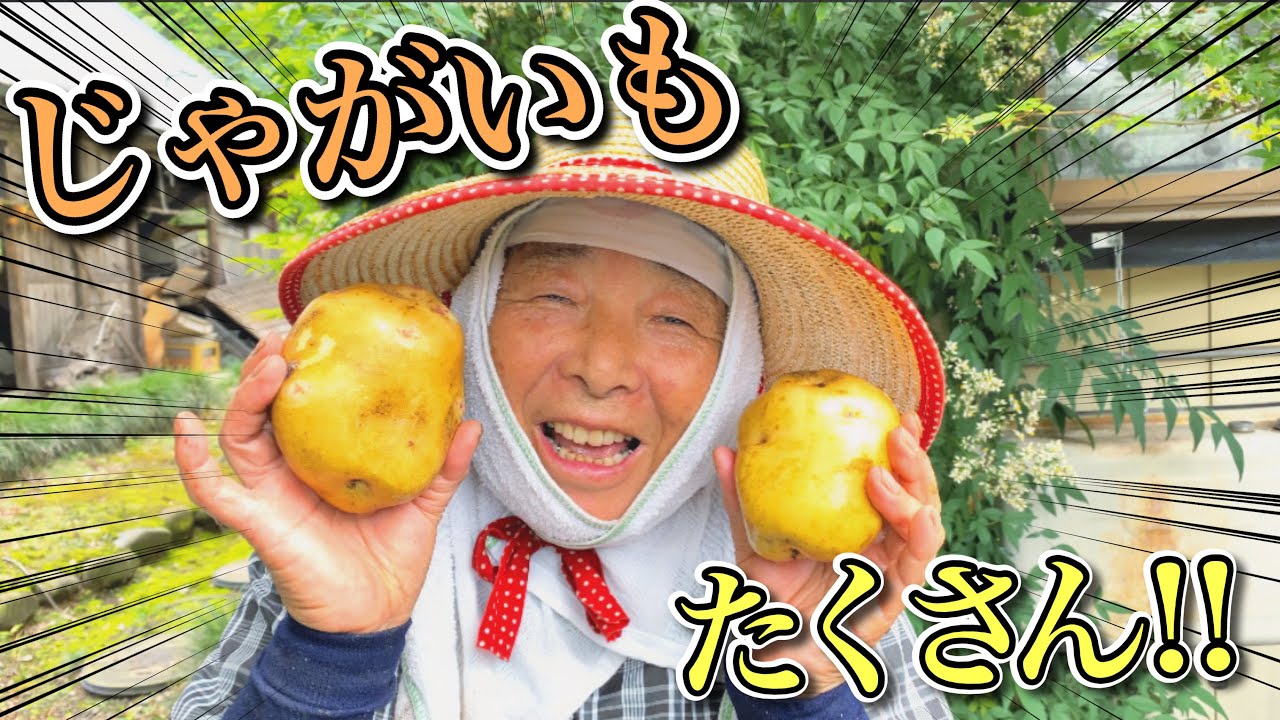 じゃがいも掘りをしました
