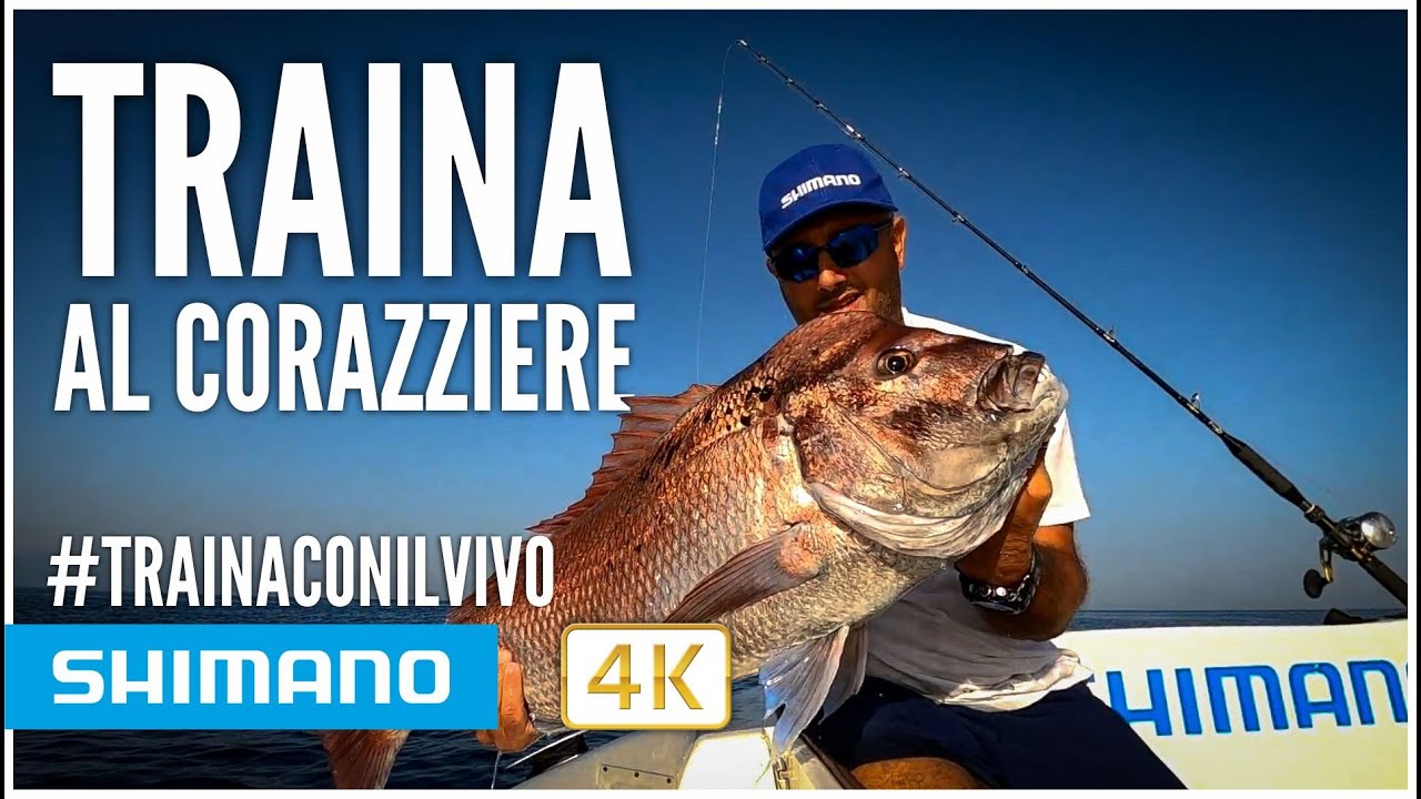Traina al Corazziere - Cattura Maestosa