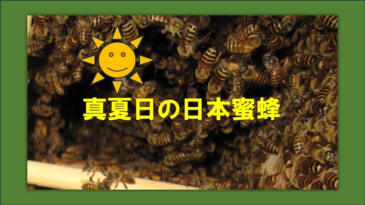 日本蜜蜂　７月初旬の内検