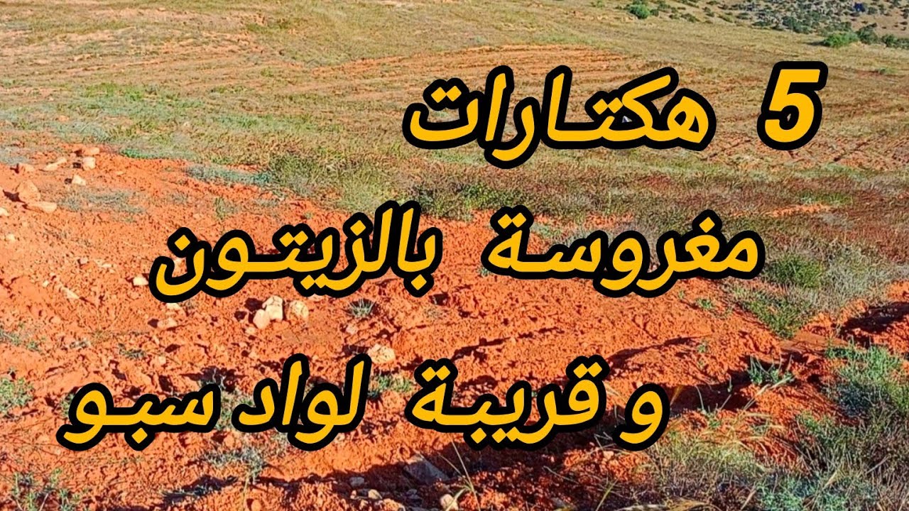 ⛔✅ تم البيع ✅⛔ 5 هكتارات ملكية  260 زيتونة صغيرة قرب واد سبو بثمن 28 مليون قابل للتفاوض. 0652902061