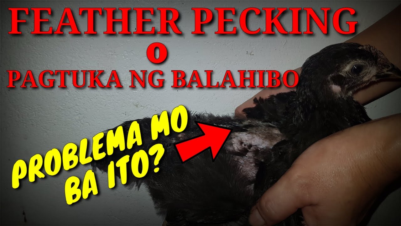FEATHER PECKING PROBLEMA MO BA ITO SA IYONG MGA MANOK?|FREE RANGE CHICKEN FARMING|BUHAY PROBINSYA