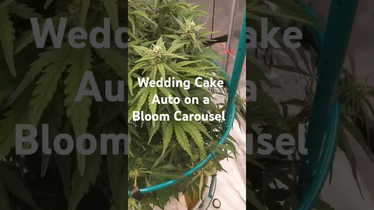 Wedding cake Autoflower takes an LST ride on a Bloom Carousel