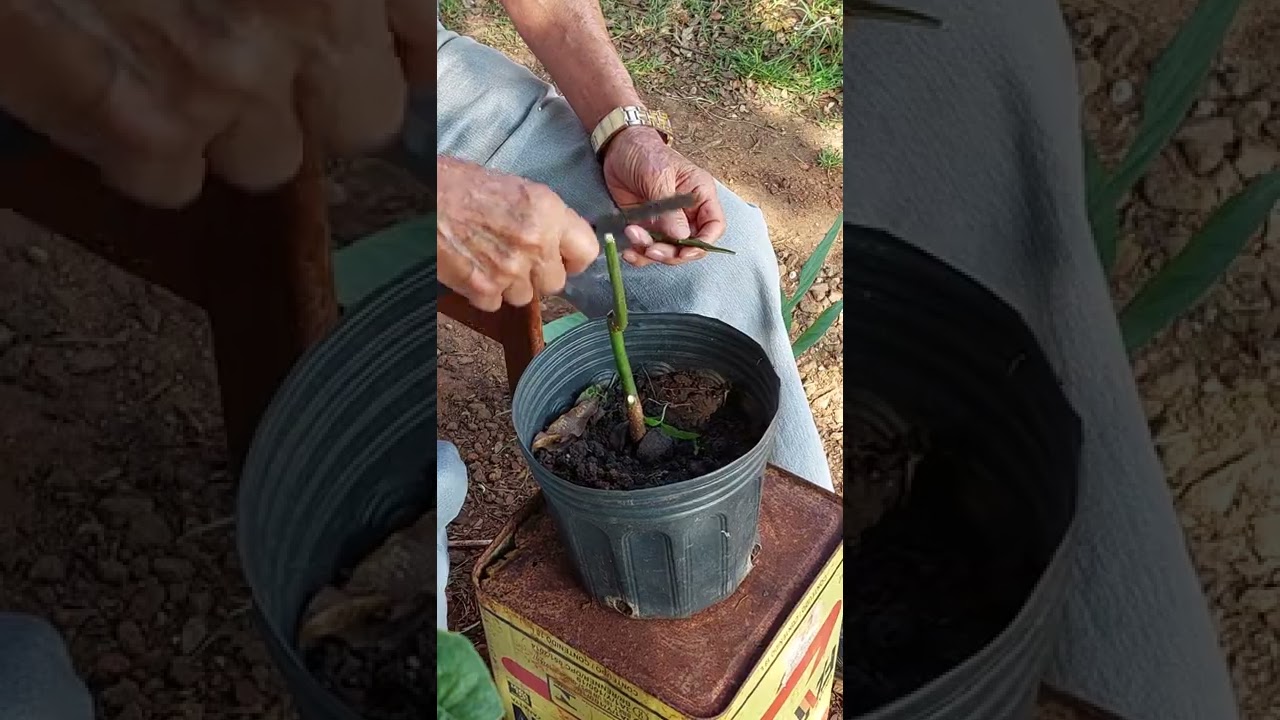 Enxerto de abacate. Produzindo no vaso.