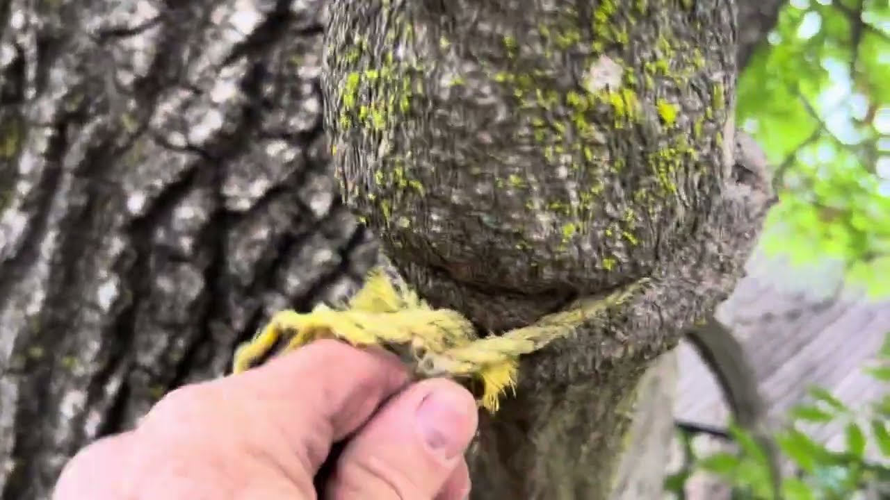 Глициния на деревьях. Хорошая идея?