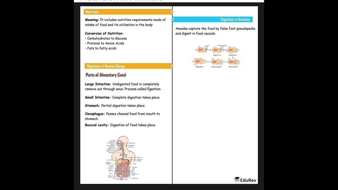 mindmap of nutrition in animals| quick recap of 2nd chapter science| 