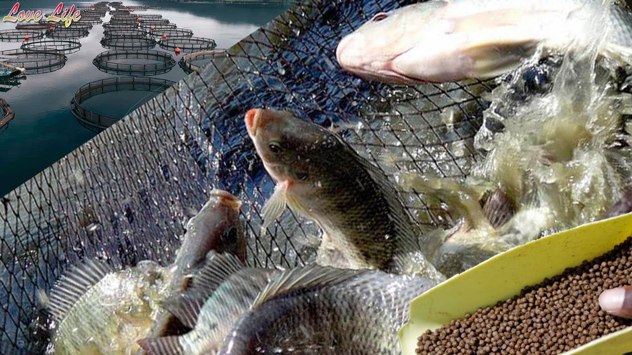 Why it's good for a commercial fish farmer to import fish food instead of processing it by yourself