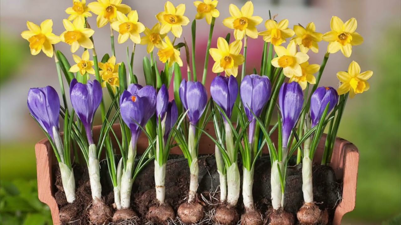 Lente woorden klappen