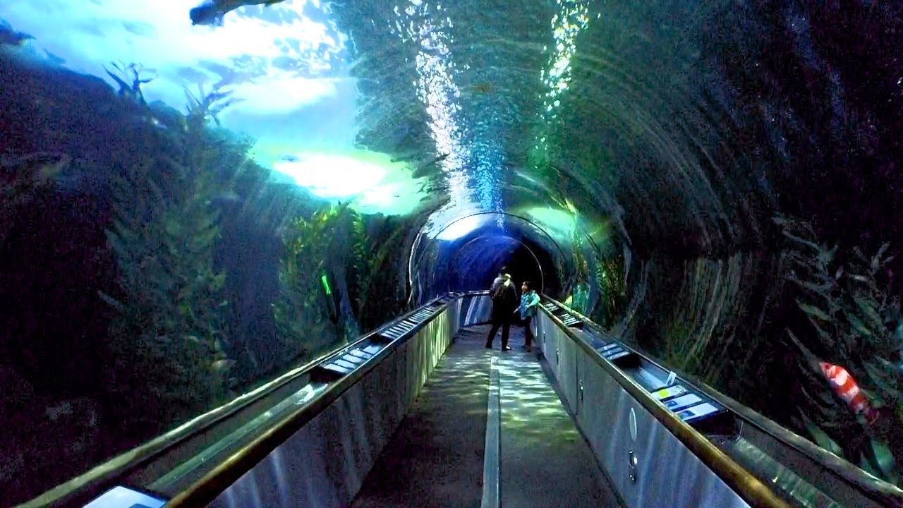 Aquarium of the Bay [Pier 39] - San Francisco, CA
