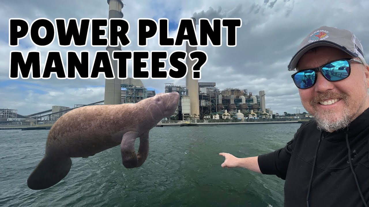 Inside Florida’s Manatee Viewing Center (TECO Apollo Beach)