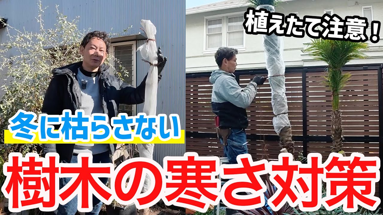 【樹木の寒さ対策】冬に枯らさない！不織布を使った正しい防寒方法【初心者向け】